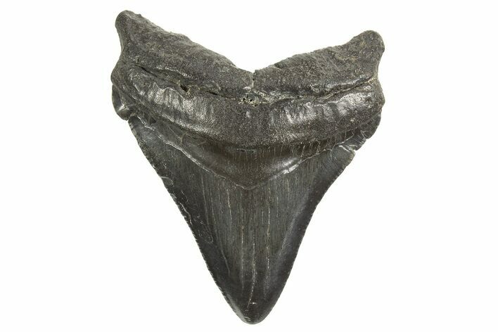 Juvenile Megalodon Tooth - South Carolina #340608